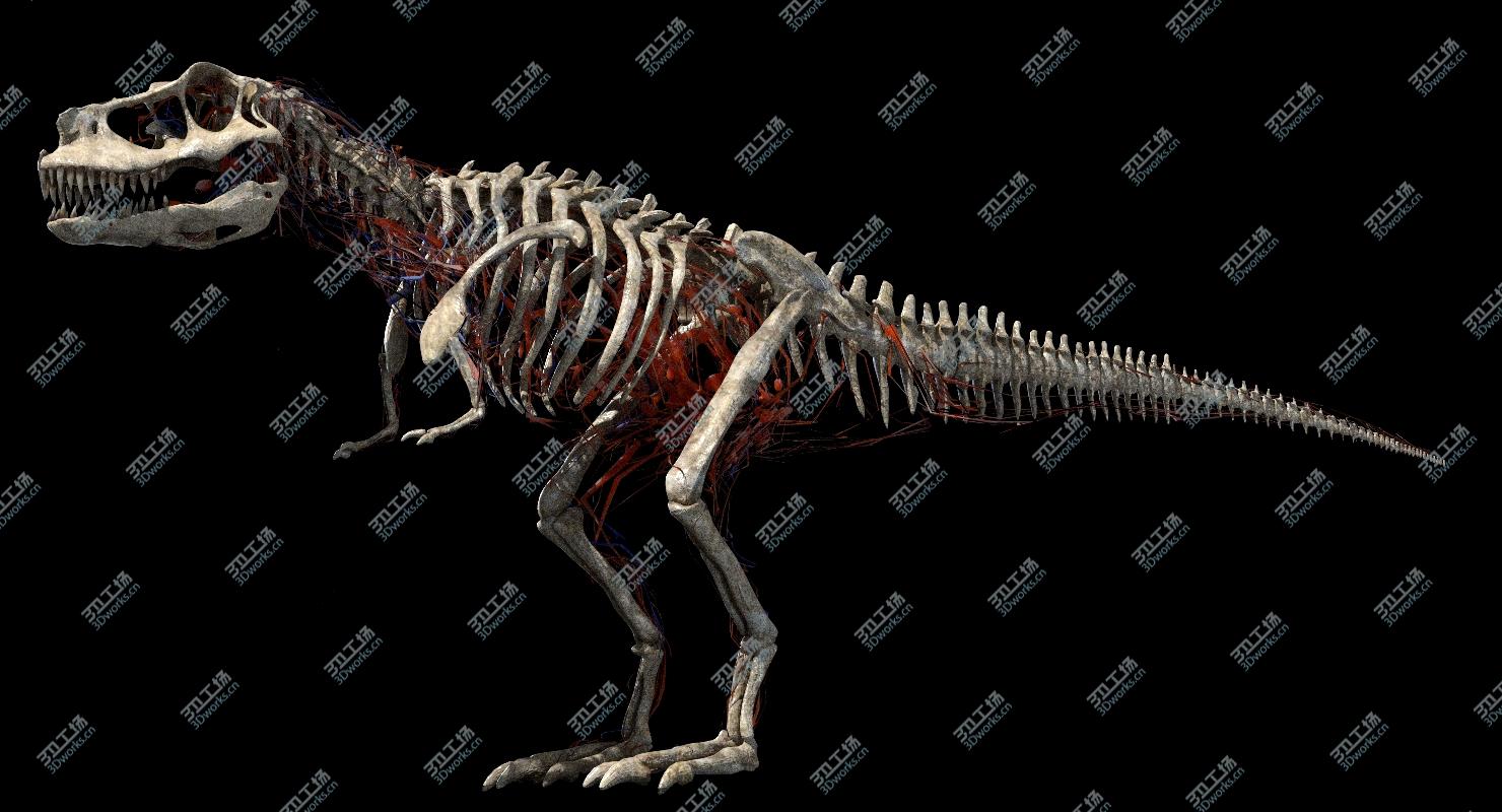 images/goods_img/202104094/3D Tyrannosaurus Rex Anatomy/5.jpg